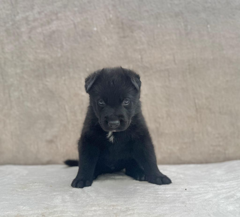 Des Espoirs De Pandore - Chiots disponibles - Berger Allemand