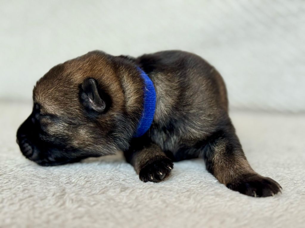 Des Espoirs De Pandore - Chiots disponibles - Berger Allemand