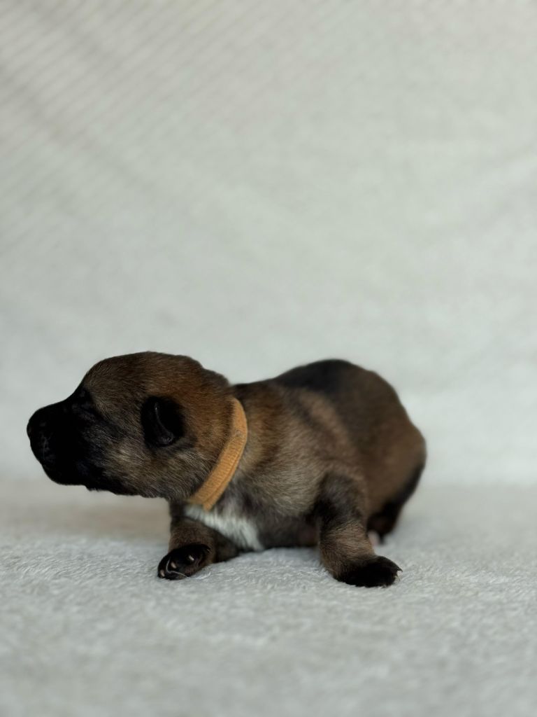 Des Espoirs De Pandore - Chiots disponibles - Berger Allemand