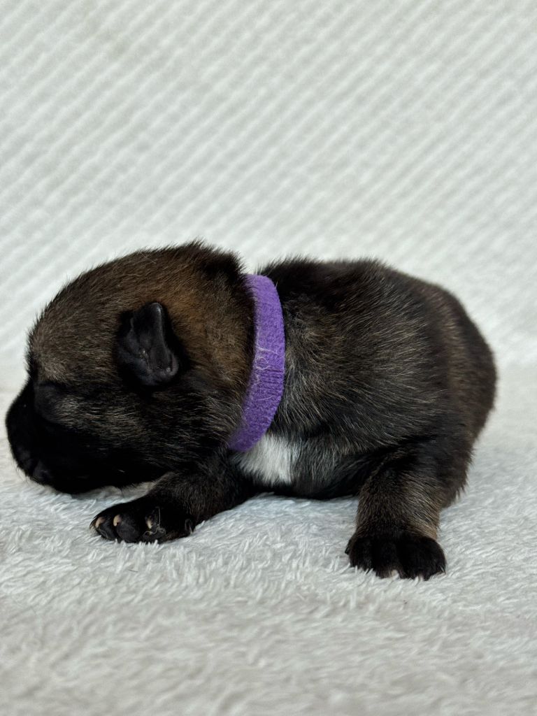 Des Espoirs De Pandore - Chiots disponibles - Berger Allemand