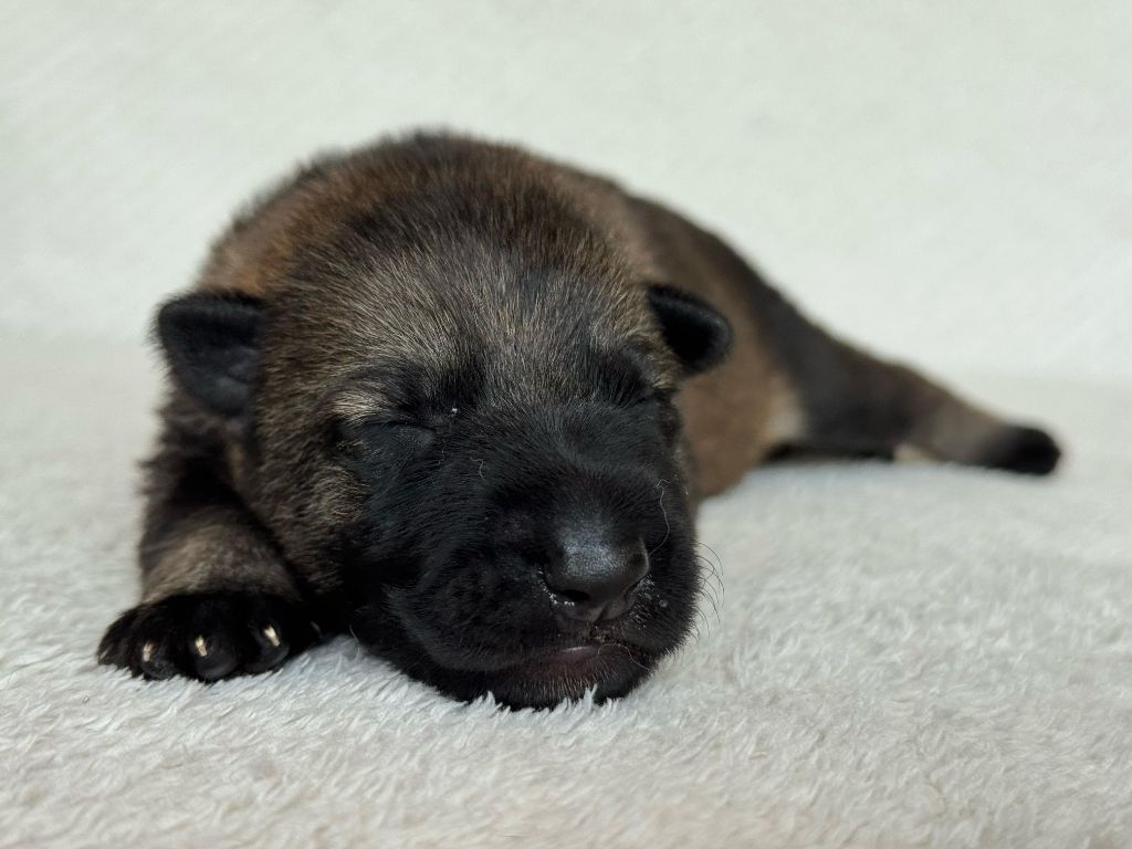 Des Espoirs De Pandore - Chiots disponibles - Berger Allemand