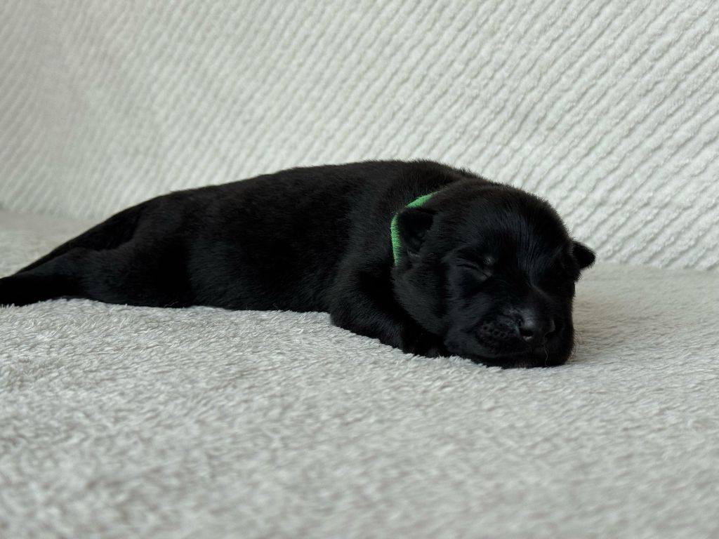 Des Espoirs De Pandore - Chiots disponibles - Berger Allemand